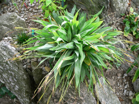 Carex platyphylla